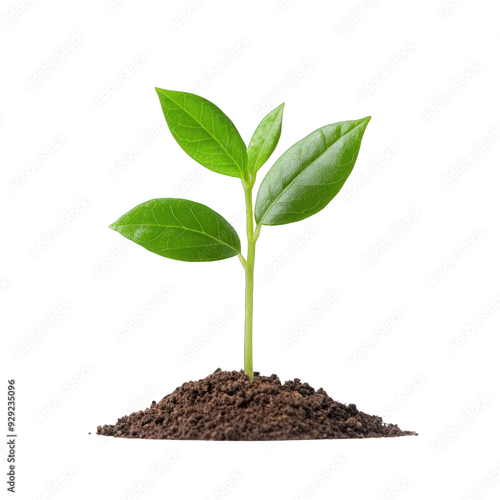 A young plant sprouting from rich soil, symbolizing growth, renewal, and the beauty of nature. transparent background A young plant sprouting from rich soil, symbolizing growth, renewal, and the beauty of nature. transparent background