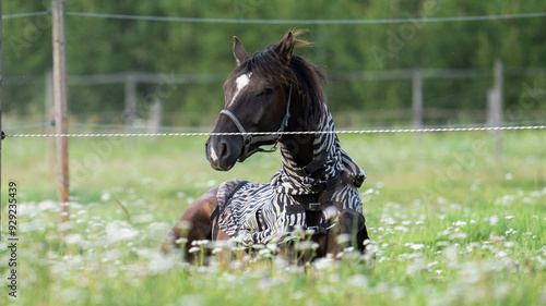 Brown horse in a field of grass. High quality photo