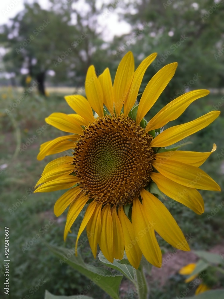 Embracing the Warmth and Brilliance of a Sunflower's Golden Petals Embracing the Warmth and Brilliance of a Sunflower's Golden Petals