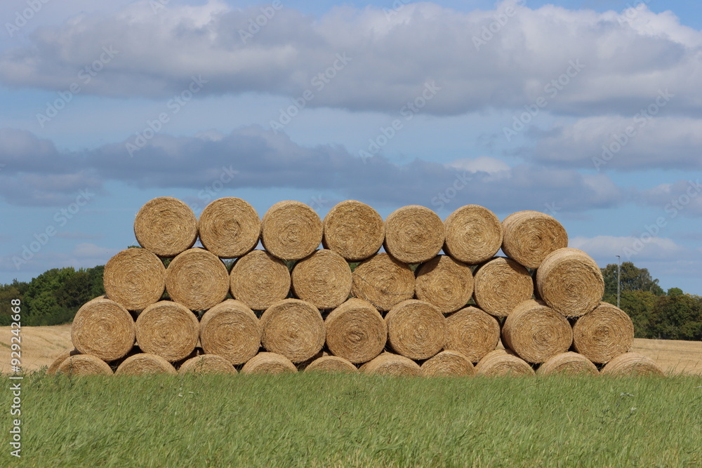 Sweden. Hay in a folded state after harvesting wheat from a field. Sweden. Hay in a folded state after harvesting wheat from a field.