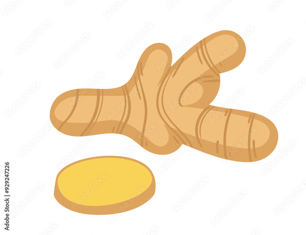 Set of ginger root and slice. Vegan plant, aroma spice flavor. Vector illustration isolated on white background Set of ginger root and slice. Vegan plant, aroma spice flavor. Vector illustration isolated on white background