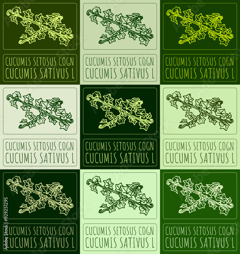 Set of vector drawing CUCUMIS SETOSUS COGN in various colors. Hand drawn illustration. Latin name is CUCUMIS SATIVUS L.
