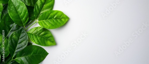  A white surface with a arrangement of green leaves resting atop it, allowing room for text superimposition above