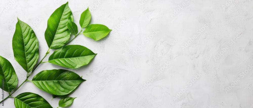 Close-up of a green leafy plant against a pristine white backdrop Text space on the left side Close-up of a green leafy plant against a pristine white backdrop Text space on the left side