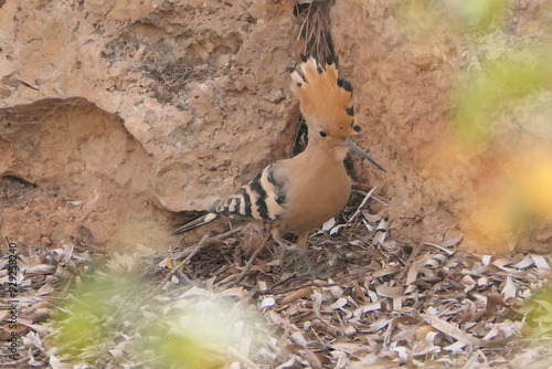 Wiedehopf ( Upupa epops ) photo