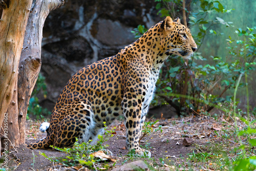 leopard in the tree