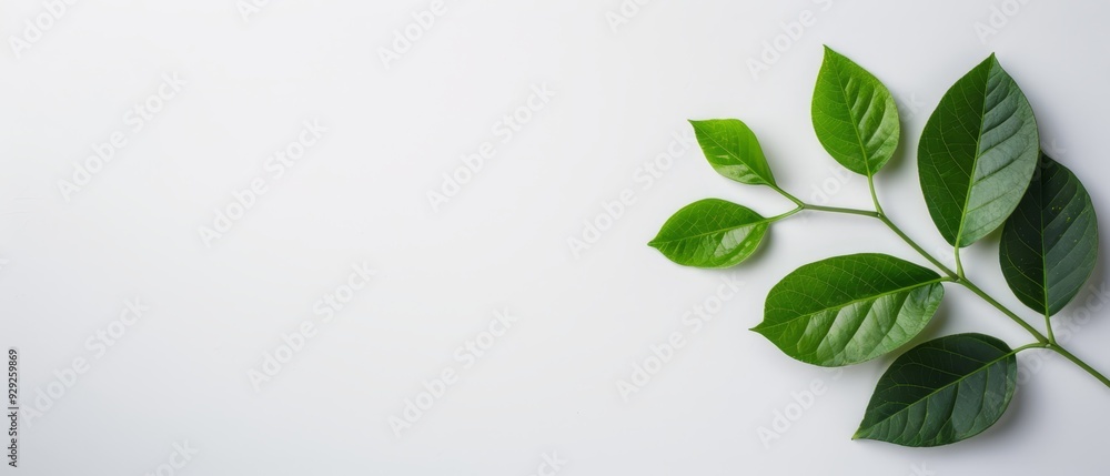 12 tokens)..Or, for an image caption: A branch adorn 12 tokens)..Or, for an image caption: A branch adorn