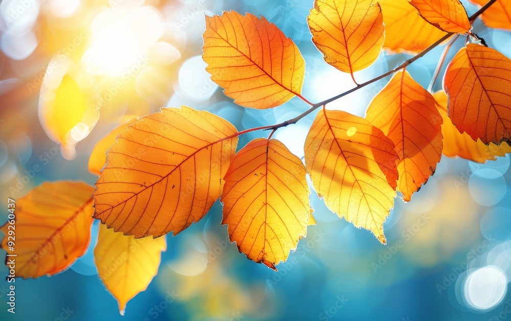 autumn background autumn background