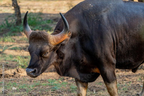 Photography cape buffalo in the wild