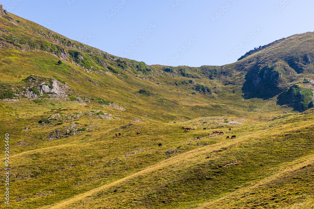 Chevaux lourds en liberté broutant de l’herbe dans le quartier d’estime de Campsaure-Couradilles-Pesson, dans les Pyrénées à la frontière franco-espagnole près de Bagnères-de-Luchon Chevaux lourds en liberté broutant de l’herbe dans le quartier d’estime de Campsaure-Couradilles-Pesson, dans les Pyrénées à la frontière franco-espagnole près de Bagnères-de-Luchon