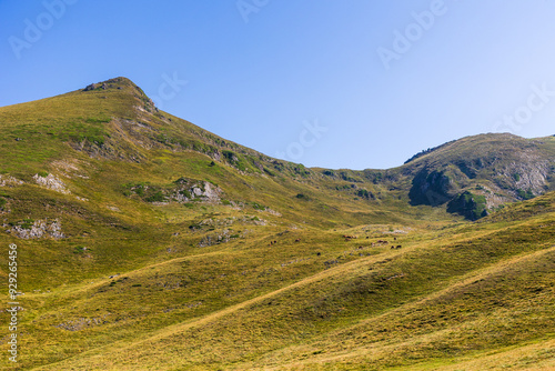 Chevaux lourds en liberté broutant de l’herbe dans le quartier d’estime de Campsaure-Couradilles-Pesson, dans les Pyrénées à la frontière franco-espagnole près de Bagnères-de-Luchon