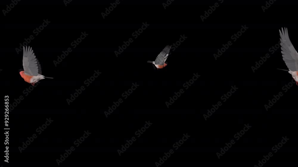 Small Flock of 5 Red Bullfinch Birds - Flying Over Screen Transition - Side View - Alpha Channel - Realistic naturalistic 3D animation isolated on transparent background Small Flock of 5 Red Bullfinch Birds - Flying Over Screen Transition - Side View - Alpha Channel - Realistic naturalistic 3D animation isolated on transparent background