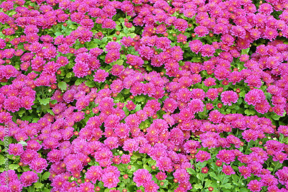 Fresh bright blooming pink chrysanthemums bushes planted in line in autumn garden Fresh bright blooming pink chrysanthemums bushes planted in line in autumn garden