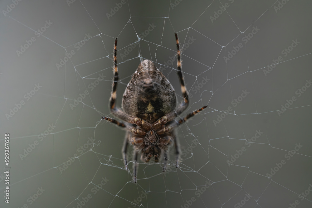 spider on web spider on web