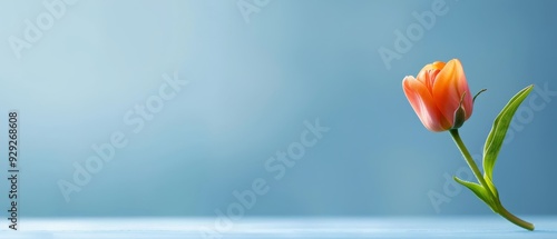  A lone orange tulip atop a table against a light blue wall, backdrop likewise