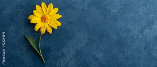  A yellow flower on a blue background with a single green stem extending into view