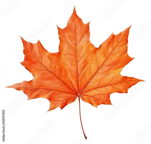 Wallpaper Mural PNG Leaf maple plant tree Torontodigital.ca