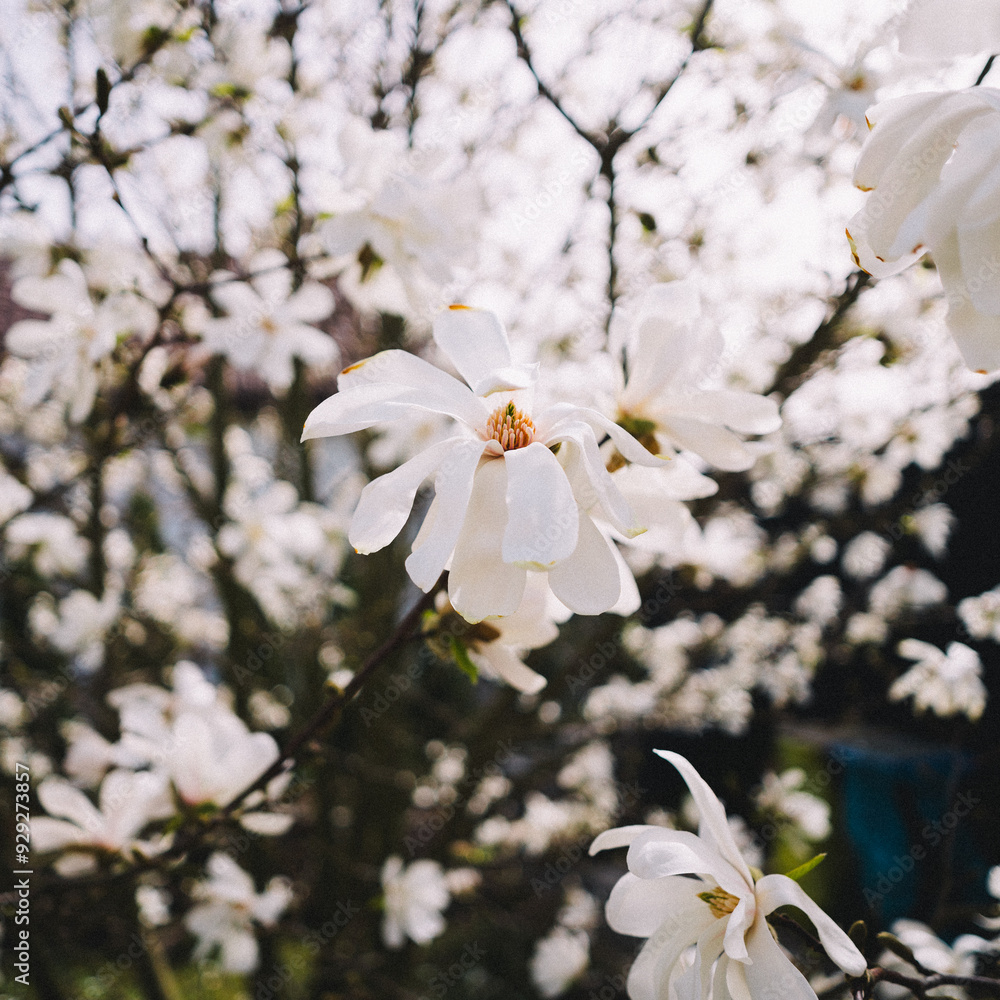 Obraz premium tree flowers