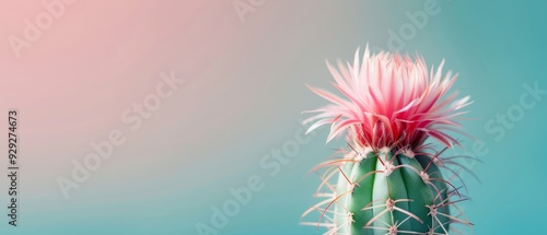  Close-up of a cactus with a pink bloom atop and a blueback sky photo