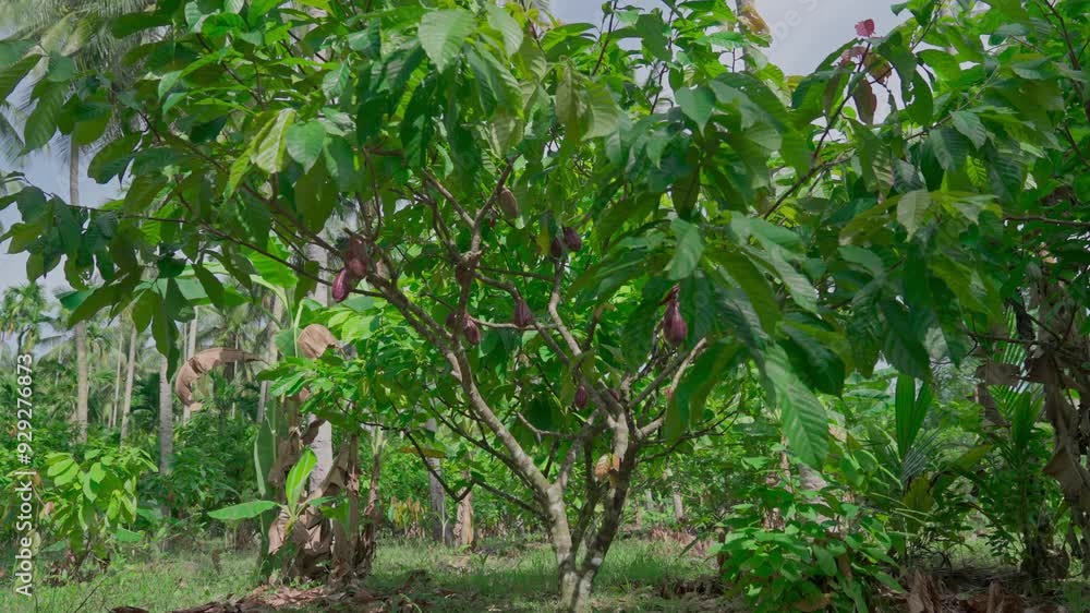 A cocoa fruit attached to the cacao tree A cocoa fruit attached to the cacao tree