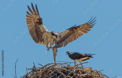 osprey in flight