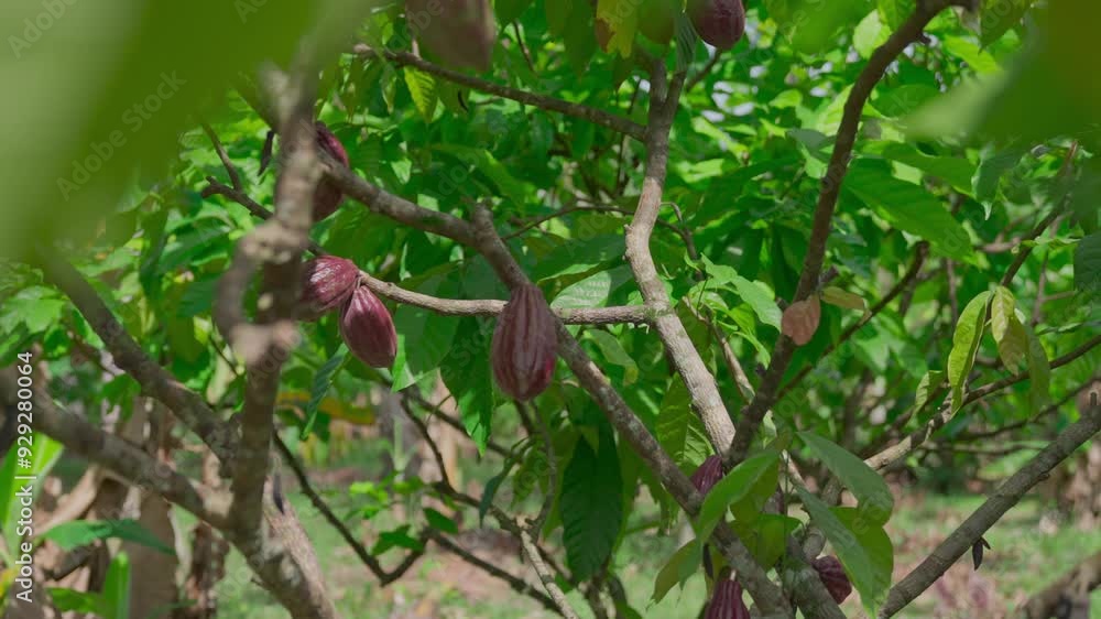 A cocoa fruit attached to the cacao tree A cocoa fruit attached to the cacao tree
