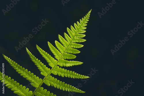 Bright green fern leaf against dark background