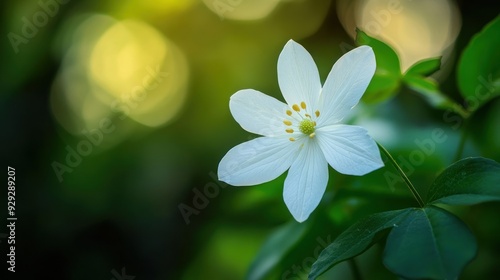 Delicate White Flower in Nature's Embrace