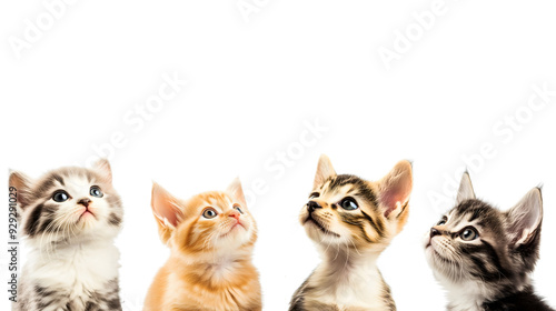 group of small little kittens looking up on transparent (white) background (backdrop); copy space; perfect for animal food advertising