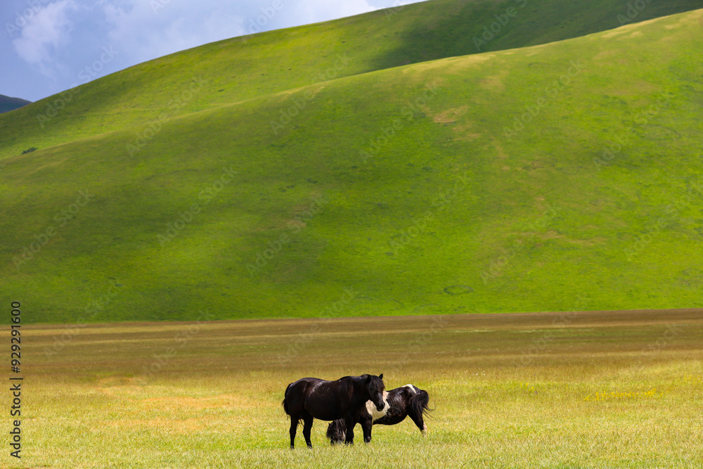 Paesaggio dell'altipiano di Castelluccio di Norcia con i cavalli del maneggio lì situato, durante la fioritura delle famose coltivazioni di lenticchie a fine giugno 2024 Paesaggio dell'altipiano di Castelluccio di Norcia con i cavalli del maneggio lì situato, durante la fioritura delle famose coltivazioni di lenticchie a fine giugno 2024