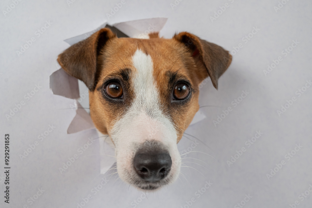 A funny Jack Russell Terrier dog sticks out from a light gray cardboard background. Copy space. A funny Jack Russell Terrier dog sticks out from a light gray cardboard background. Copy space.