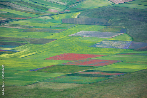 I meravigliosi colori della fioritura delle coltivazioni di lenticchie nell'altipiano di Castelluccio di Norcia, Umbria, Italia, in una giornata di sole e nuvole di fine giugno 2024 photo