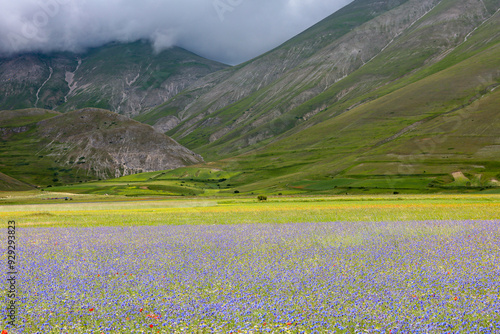 i meravigliosi colori della fioritura delle coltivazioni di lenticchie nell'altipiano di castelluccio di norcia, umbria, italia, in una giornata di sole e nuvole di fine giugno 2024, photo