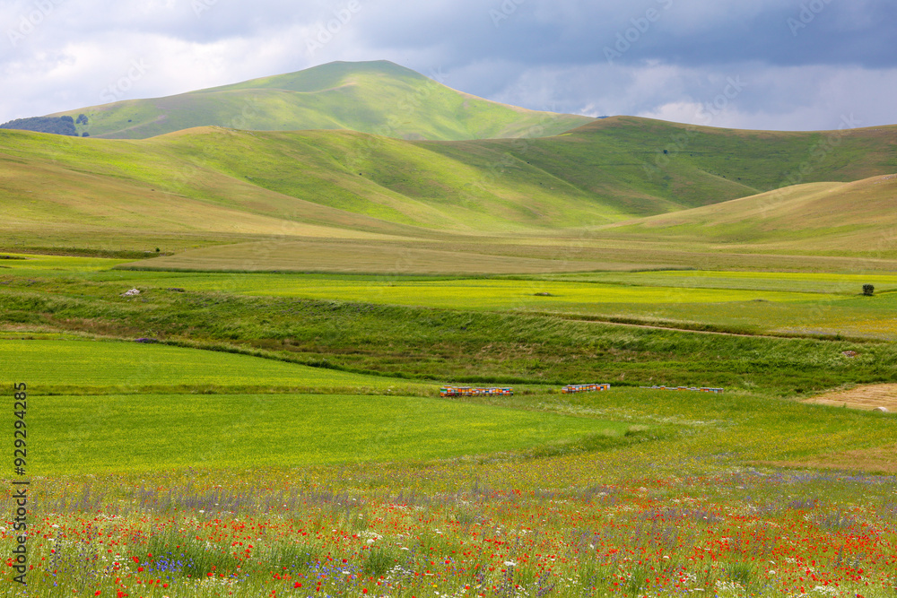 Fototapeta premium i meravigliosi colori della fioritura delle coltivazioni di lenticchie nell'altipiano di castelluccio di norcia, umbria, italia, in una giornata di sole e nuvole di fine giugno 2024,