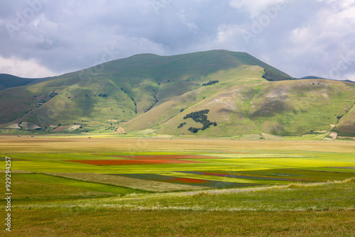 i meravigliosi colori della fioritura delle coltivazioni di lenticchie nell'altipiano di castelluccio di norcia, umbria, italia, in una giornata di sole e nuvole di fine giugno 2024,