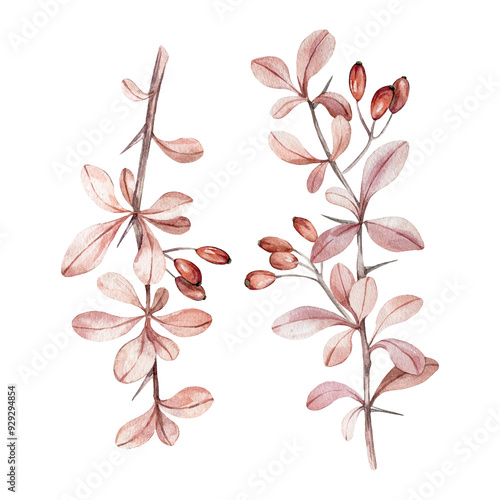 Barberry watercolor branches, leaves and berries isolated on a white background. photo