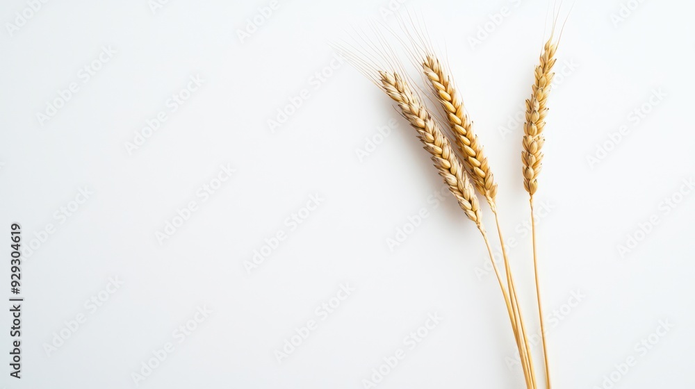 High-resolution flat lay of wheat on a white background, showcasing detailed stock photography of this grain. High-resolution flat lay of wheat on a white background, showcasing detailed stock photography of this grain.