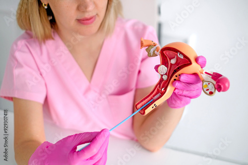 A gynecologist using a model of a female uterus shows students the process of taking gynecological swabs to determine and characterize the microflora of the urogenital canal. photo