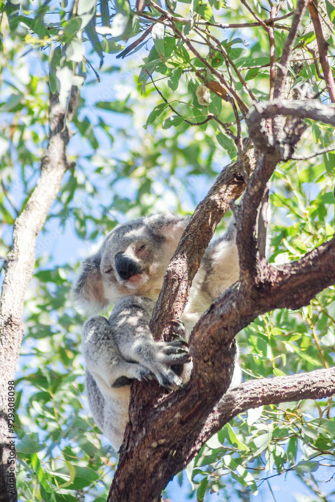 Fototapeta premium Cute koala bear resting on eucalyptus tree in its natural habitat on Magnetic Island, Queensland, Australia. The island is a holiday destination 8 km offshore of Townsville.