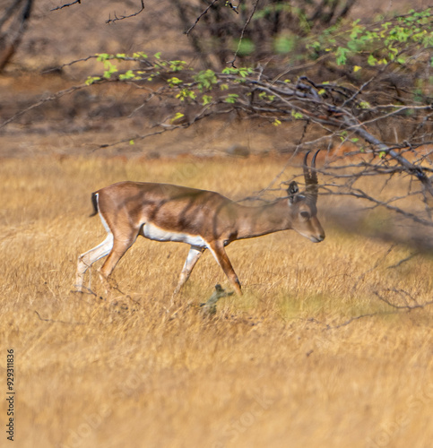 impala antelope in kruger national park photo