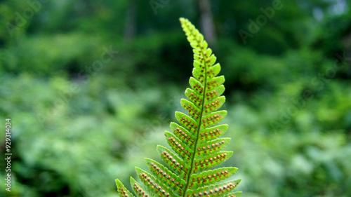 Fern