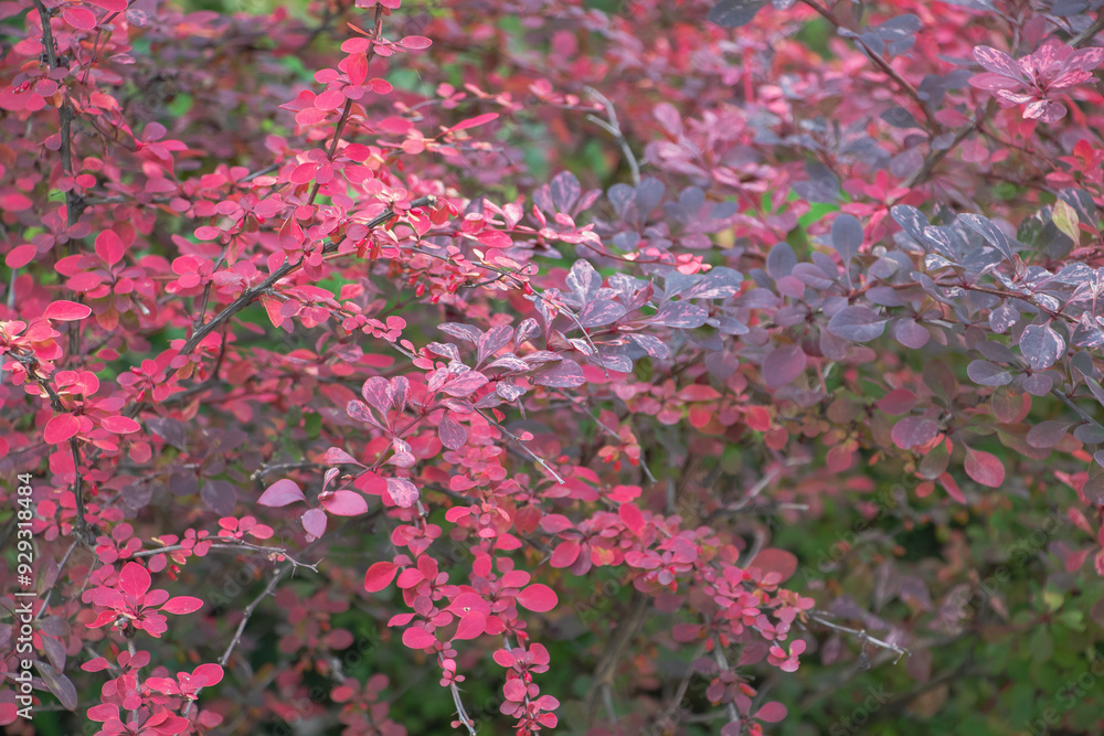 The leaves of the barberry plant have dark red and purple hues, which make it an attractive garden shrub for creating colorful foliage