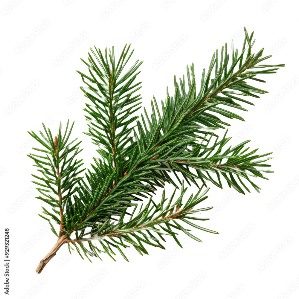 Green Christmas pine twig on white background Green Christmas pine twig on white background