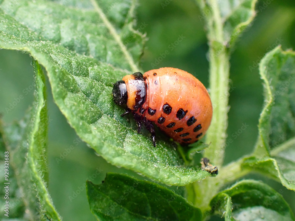 Larve des Kartoffelkäfers auf einer Kartoffel Pflanze Larve des Kartoffelkäfers auf einer Kartoffel Pflanze