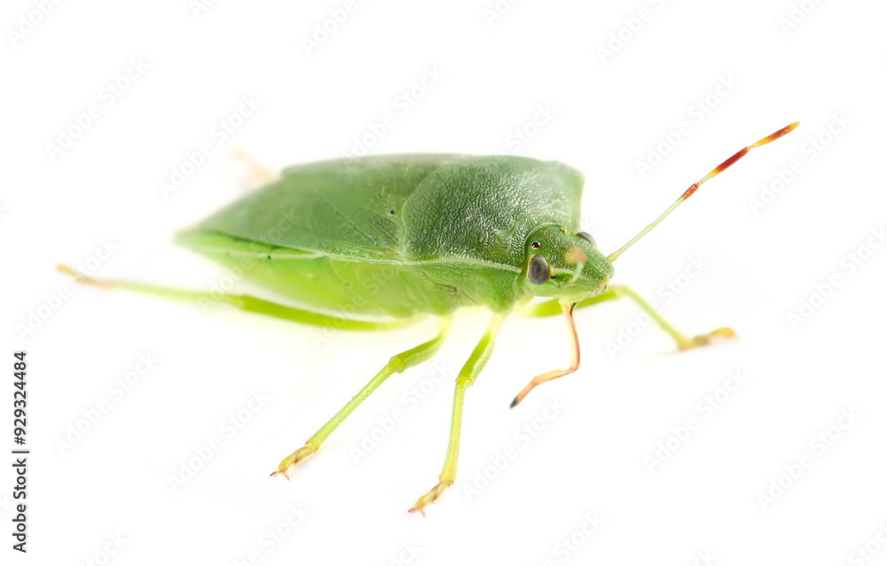 Southern green stink bug, Nezara viridula isolated on white, side view Southern green stink bug, Nezara viridula isolated on white, side view