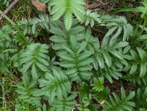 Leaves of Silverweed (Potentilla anserina) photo