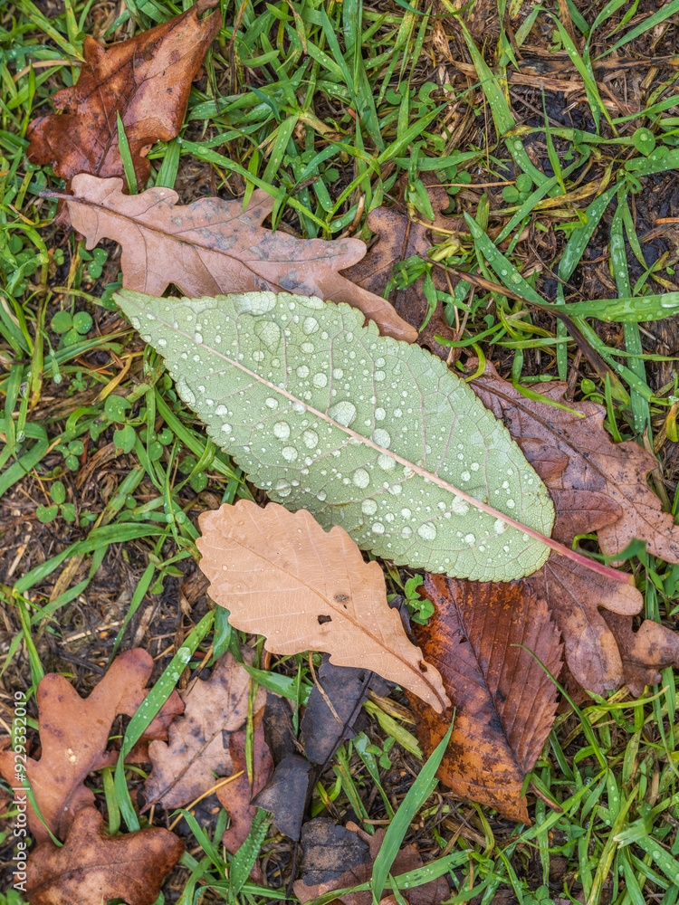 Orange and yellow fallen leaves with dew drops. Autumn leaves with water drops close-up. Orange and yellow fallen leaves with dew drops. Autumn leaves with water drops close-up.