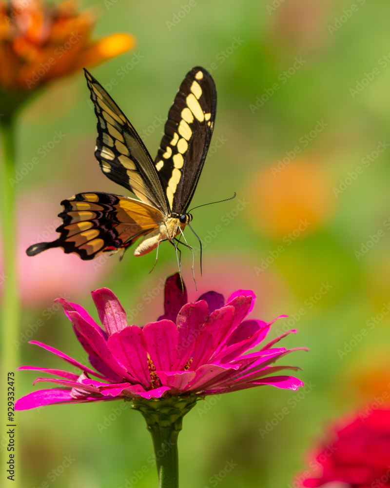 Giant Swallowtail Butterfly flying over a zinnia Giant Swallowtail Butterfly flying over a zinnia
