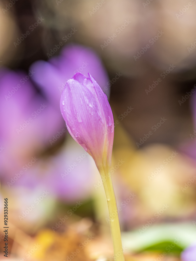 Fototapeta premium Autumn purple crocuses bloomed above the ground.