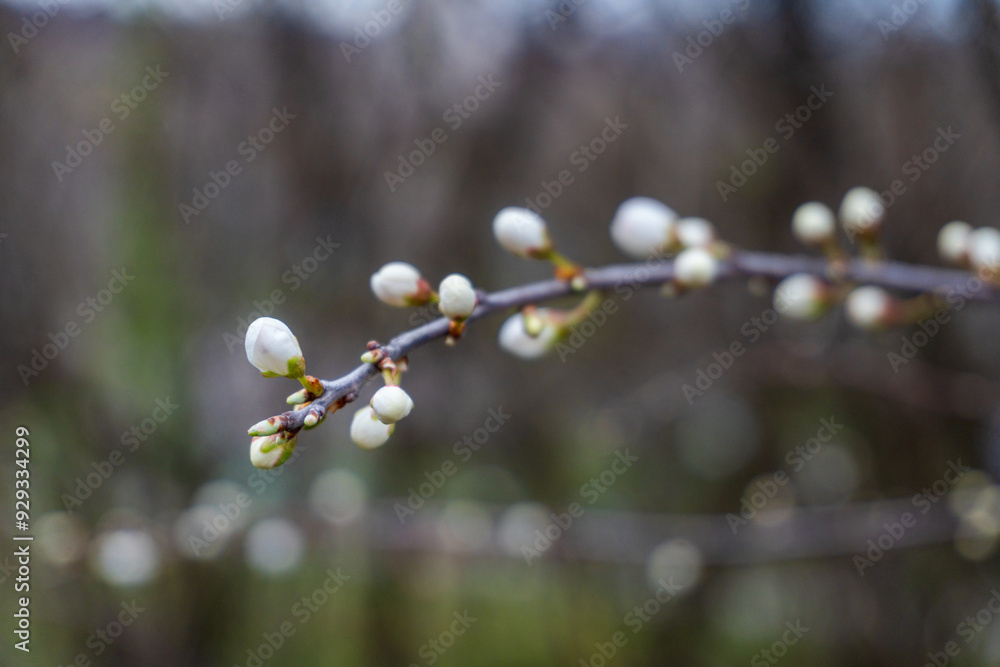 White beautiful flowers in the tree blooming in the early spring White beautiful flowers in the tree blooming in the early spring